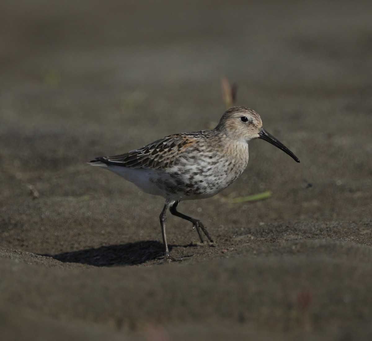 Dunlin - ML642297055