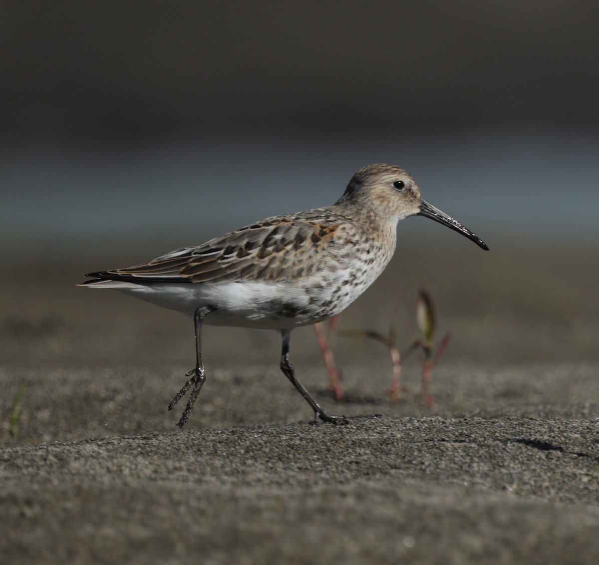 Dunlin - ML642297056
