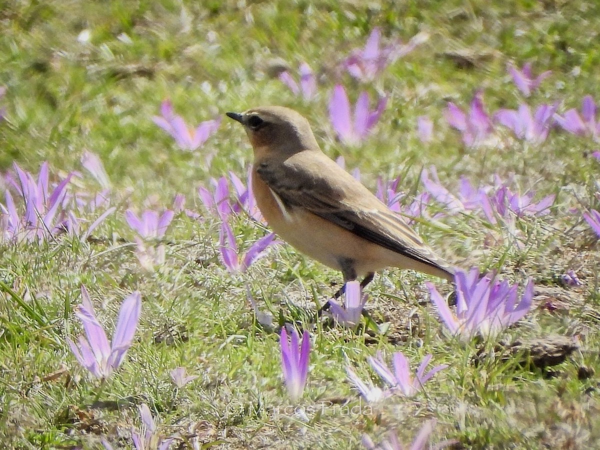 Northern Wheatear - ML642297058