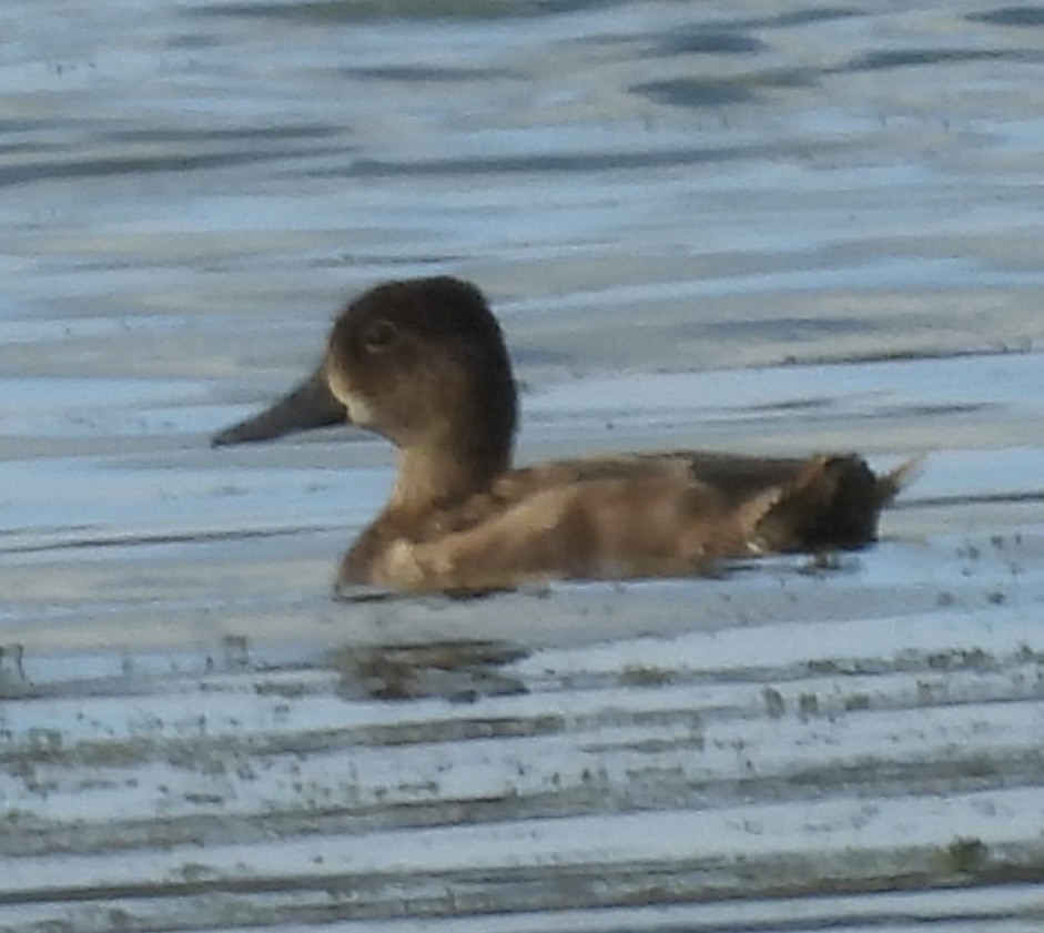 Ring-necked Duck - ML642297059