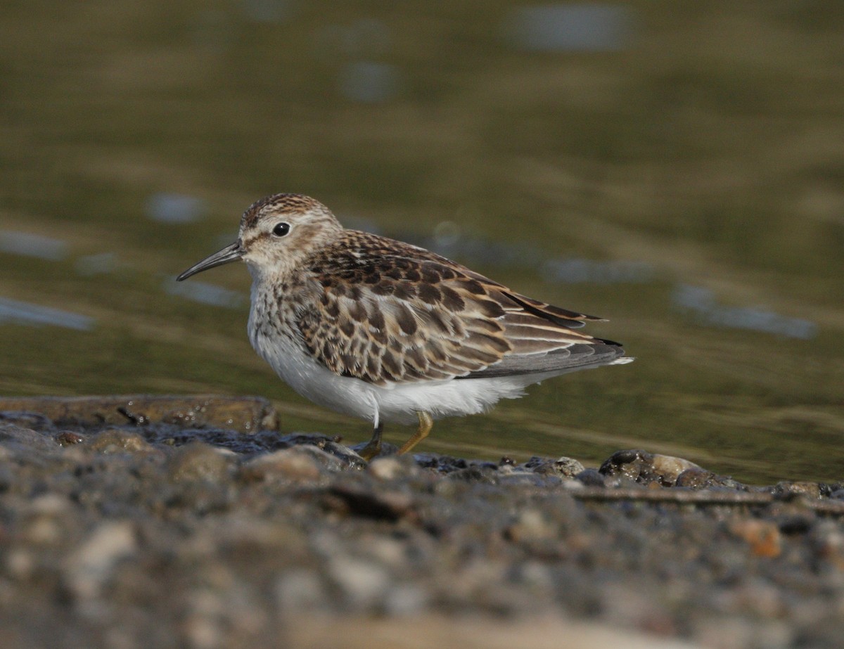Least Sandpiper - ML642297060