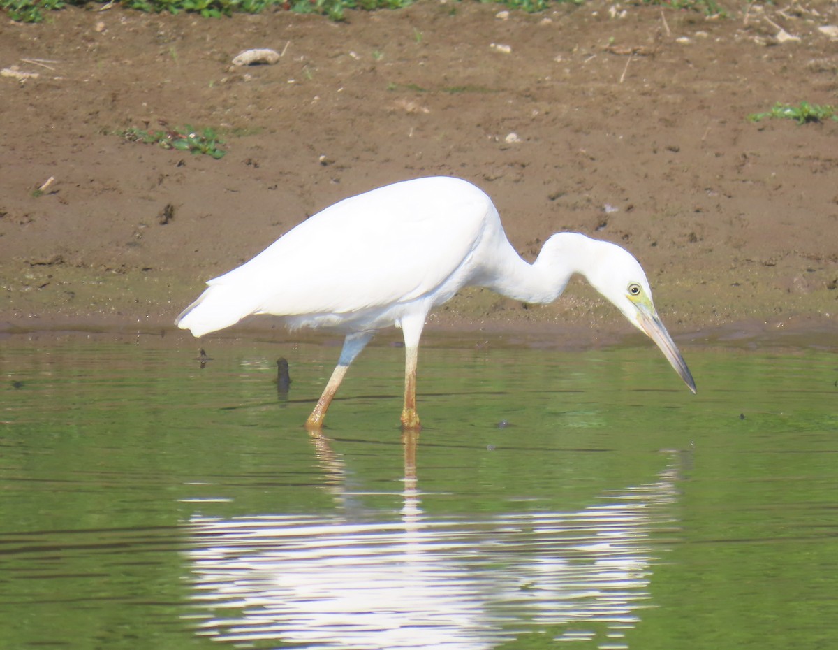 Little Blue Heron - ML642297061
