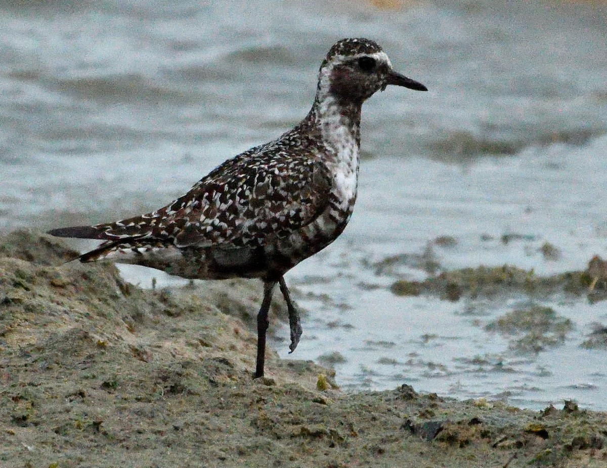 American Golden-Plover - ML642297062