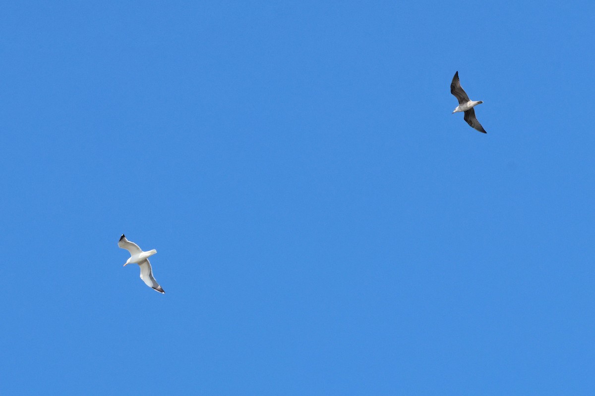 Lesser Black-backed Gull - ML642297063