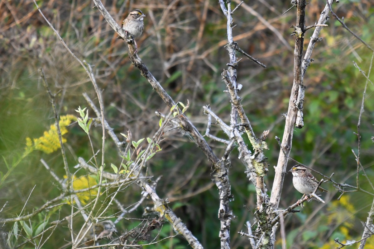 White-throated Sparrow - ML642297068