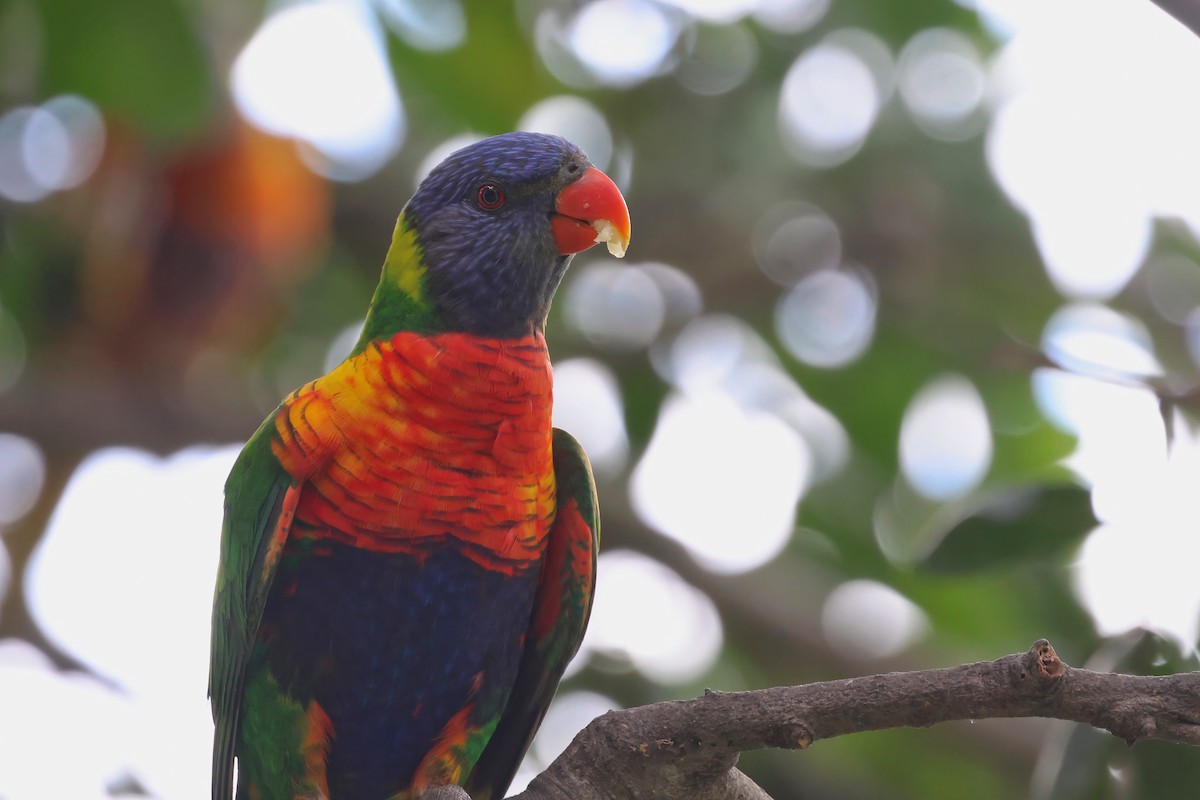 Rainbow Lorikeet - ML642297069
