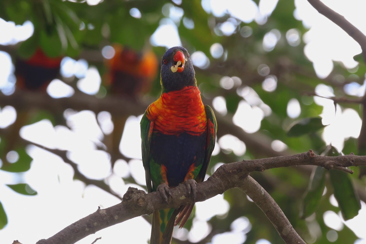 Rainbow Lorikeet - ML642297070