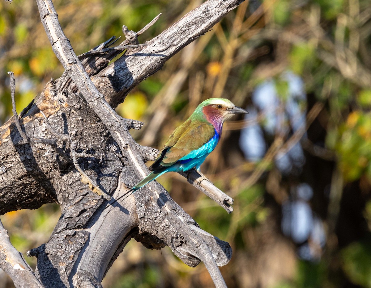 Lilac-breasted Roller - ML642297071