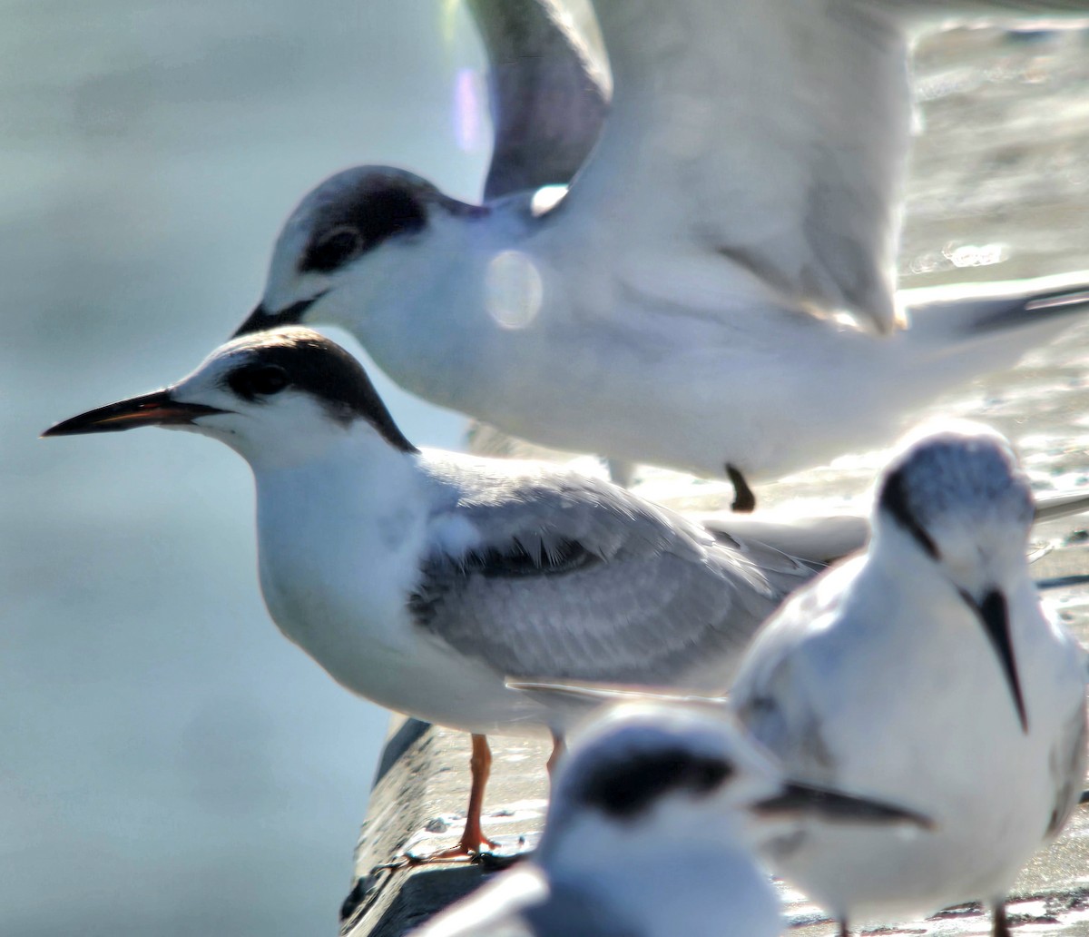 Common Tern - ML642297072