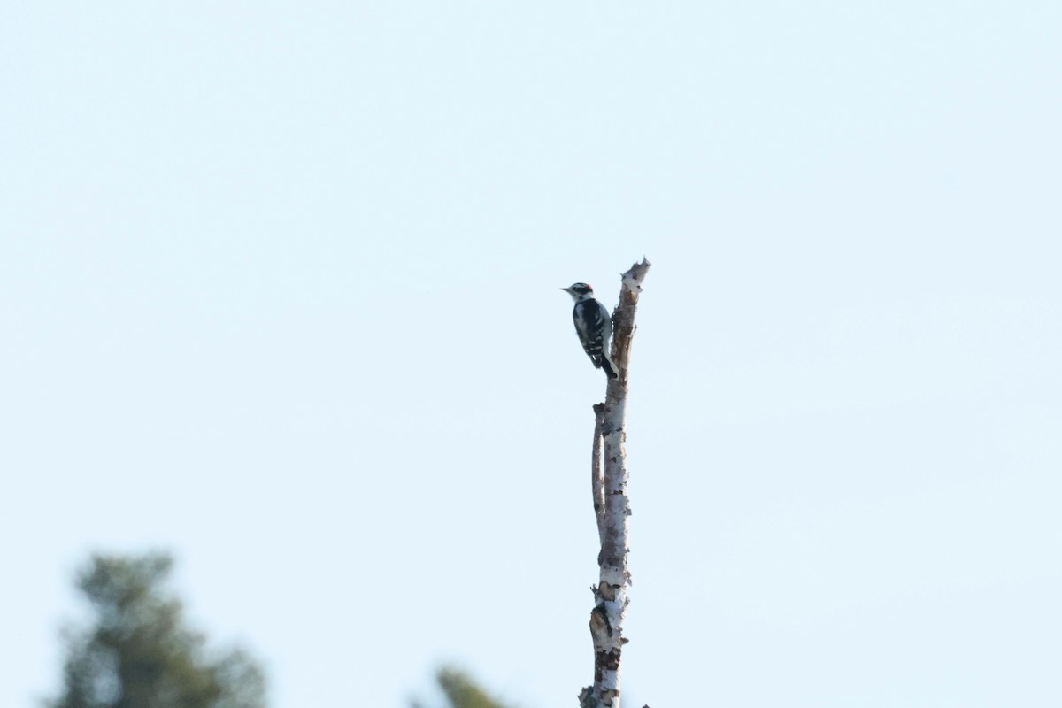 Downy Woodpecker - ML642297073