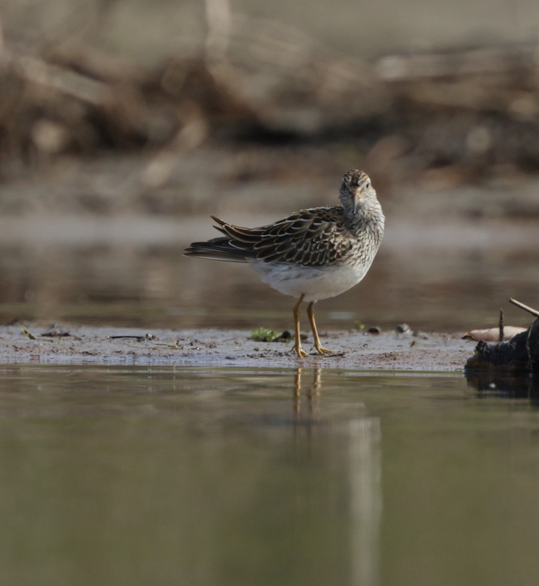 Pectoral Sandpiper - ML642297077