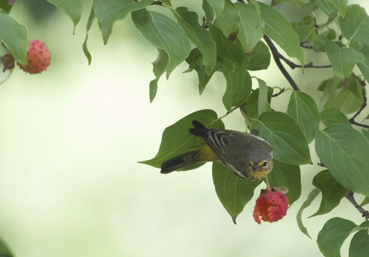 Cape May Warbler - ML642297078