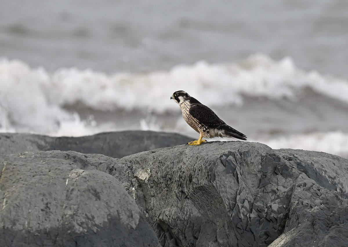Peregrine Falcon - ML642297080