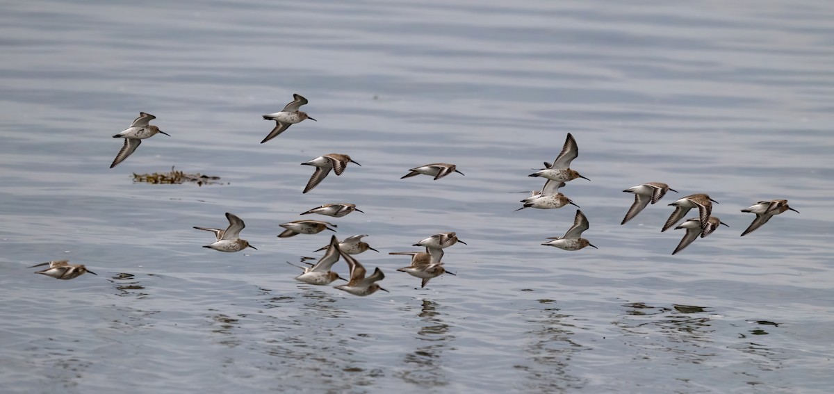 Dunlin - ML642297084