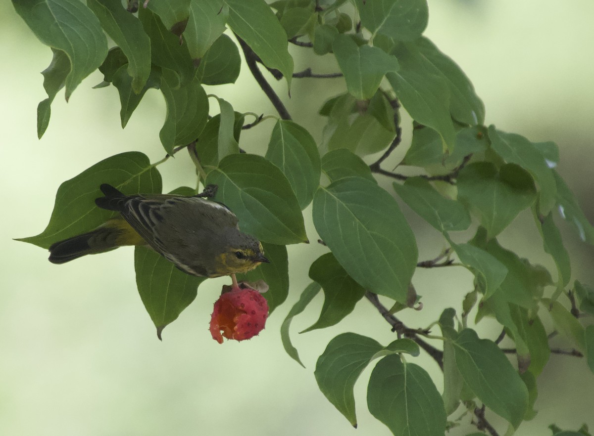 Cape May Warbler - ML642297098