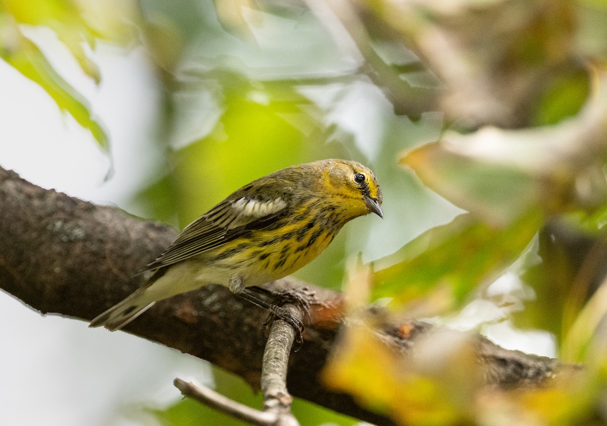Cape May Warbler - ML642297155
