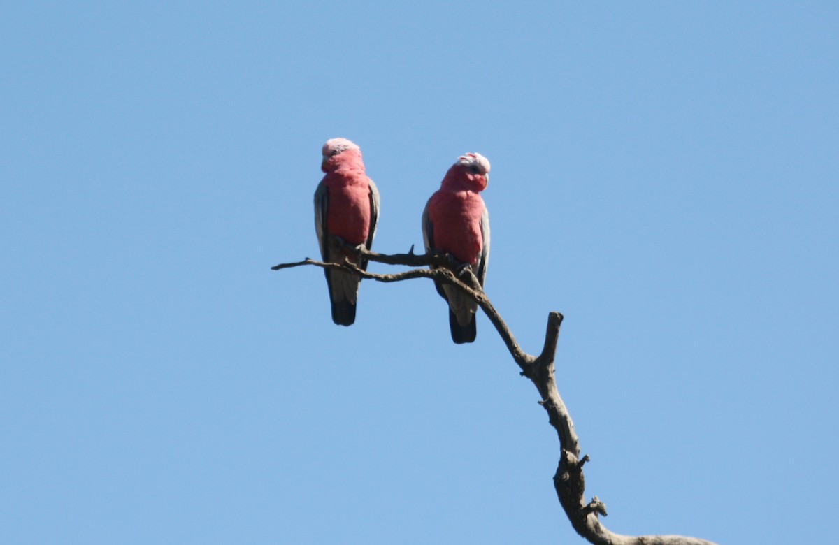 Galah - ML642297161