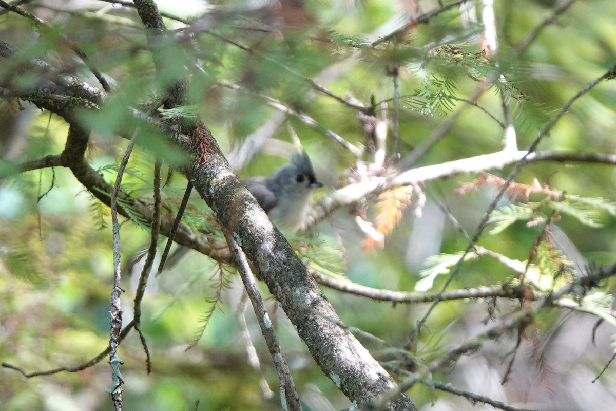 Tufted Titmouse - ML642297163