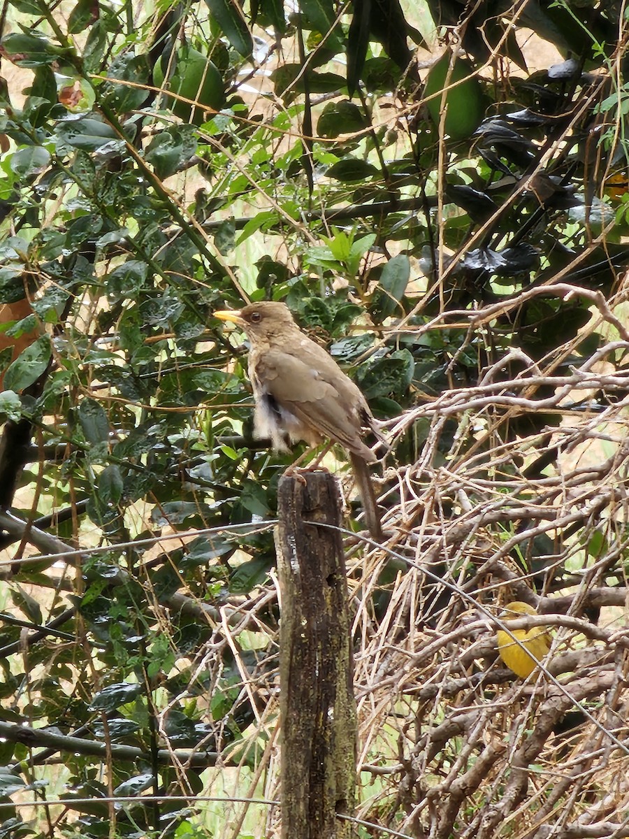 Creamy-bellied Thrush - ML642297164