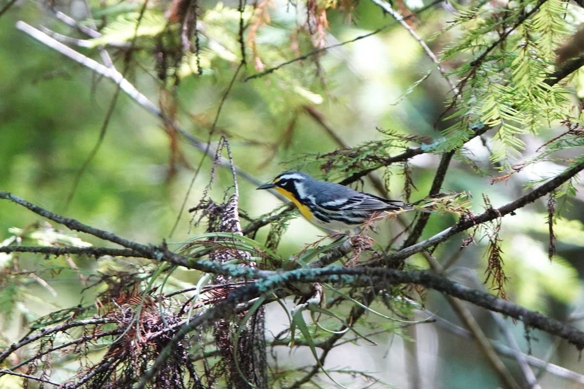Yellow-throated Warbler - ML642297173