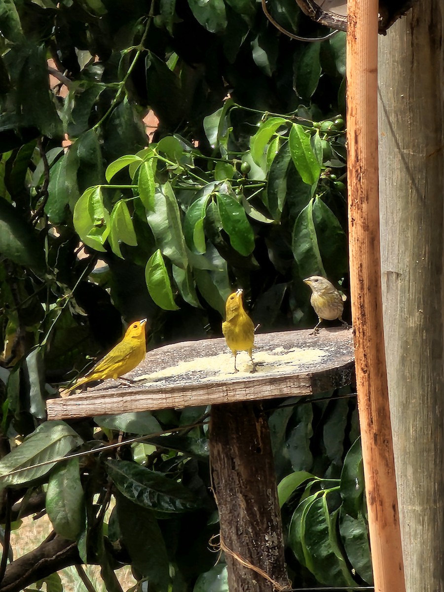 Saffron Finch - ML642297177