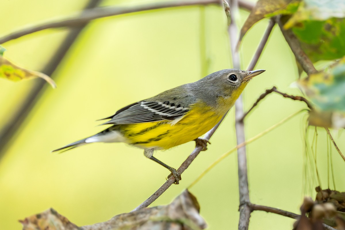 Magnolia Warbler - ML642297178