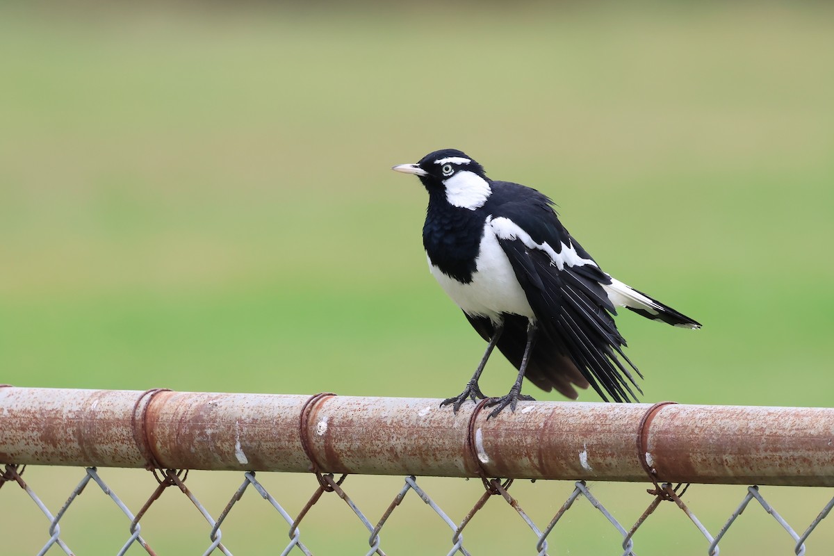 Magpie-lark - ML642297180
