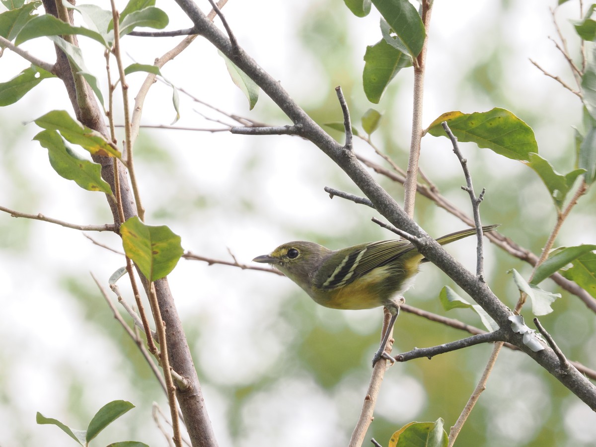White-eyed Vireo - ML642297183