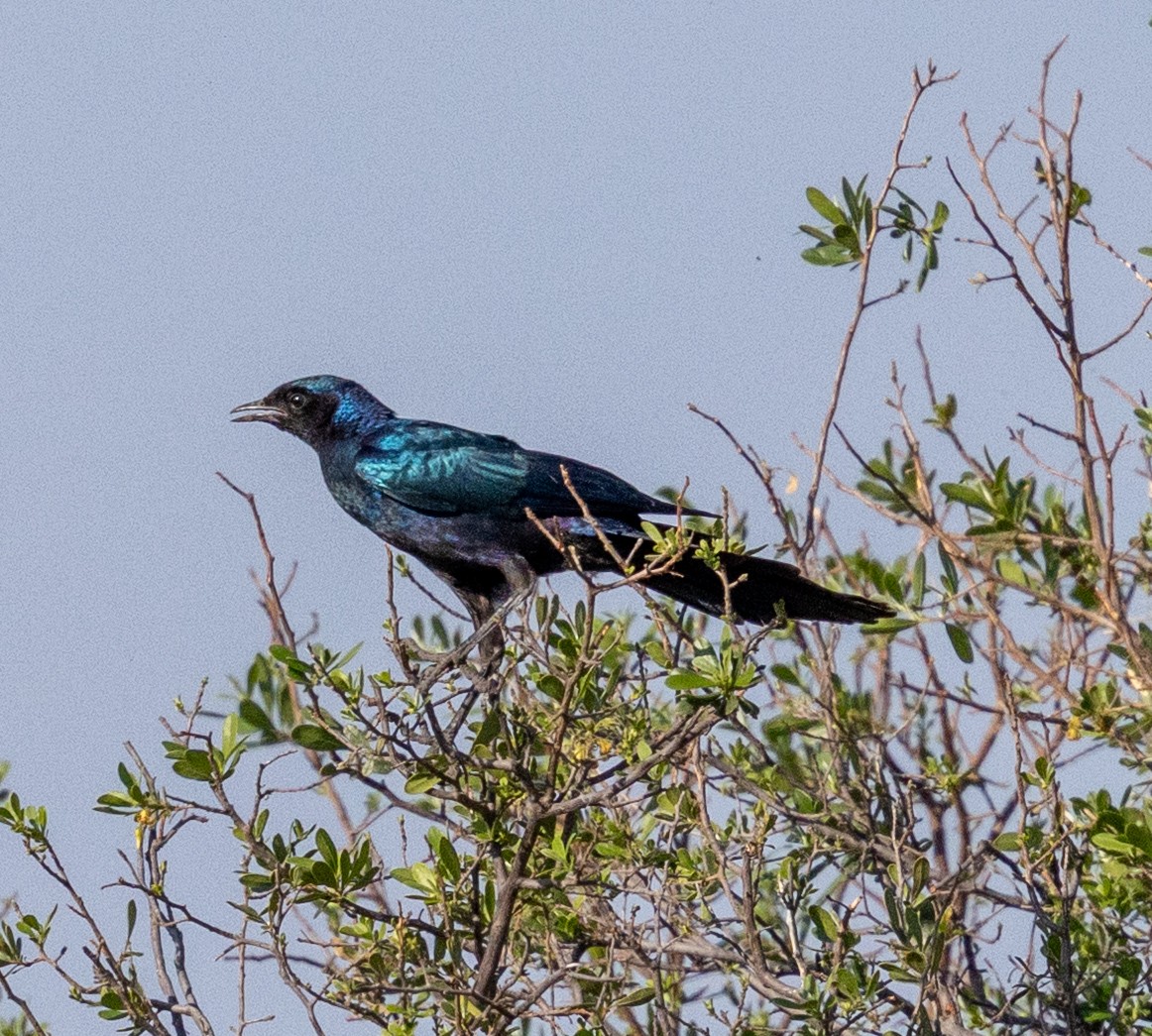 Burchell's Starling - ML642297186