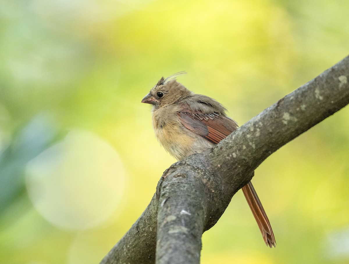 Northern Cardinal - ML642297187