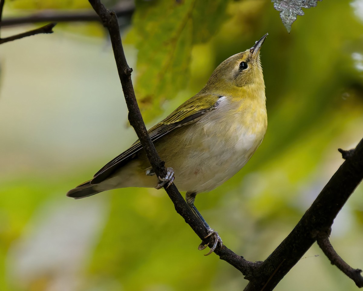 Tennessee Warbler - ML642297190