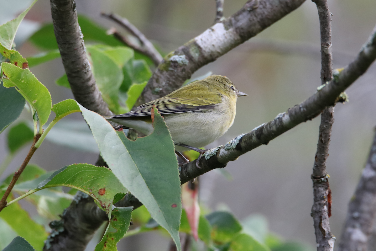 Tennessee Warbler - ML642297194