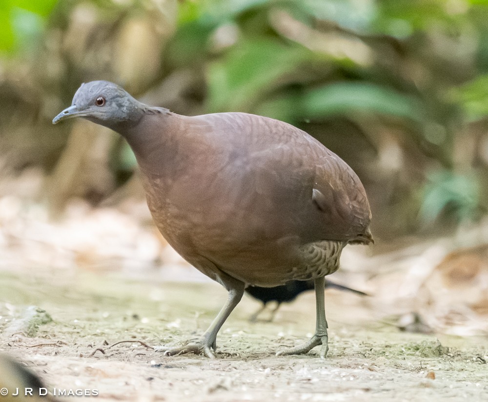 bruntinamu - ML642297197