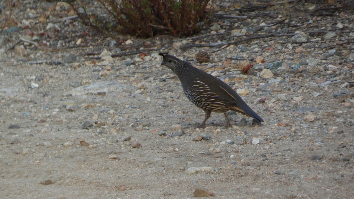 California Quail - ML642297198