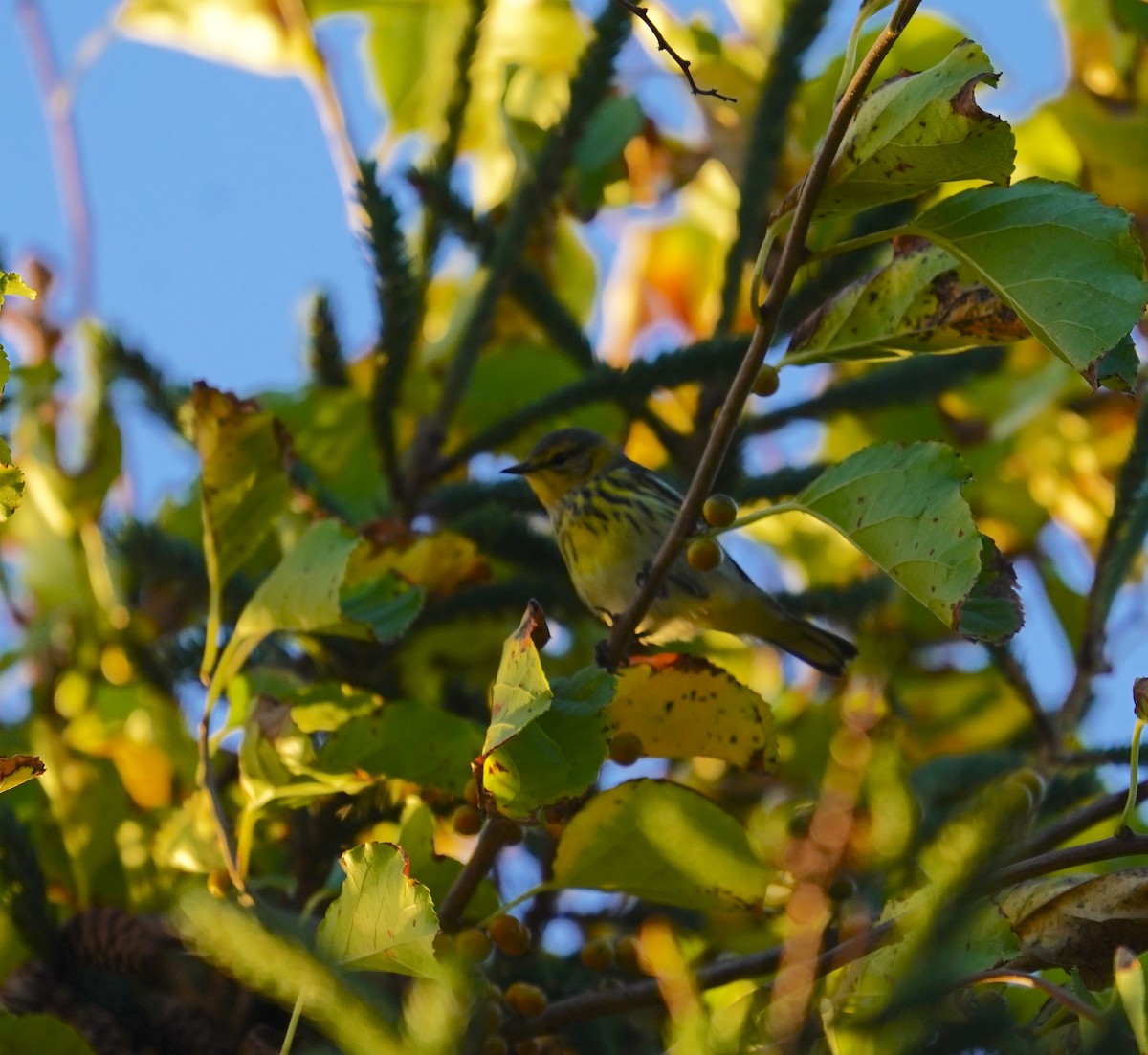 Cape May Warbler - ML642297214