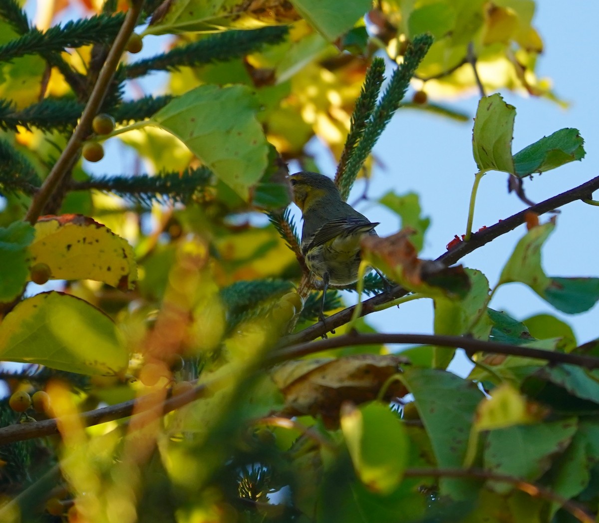 Cape May Warbler - ML642297217