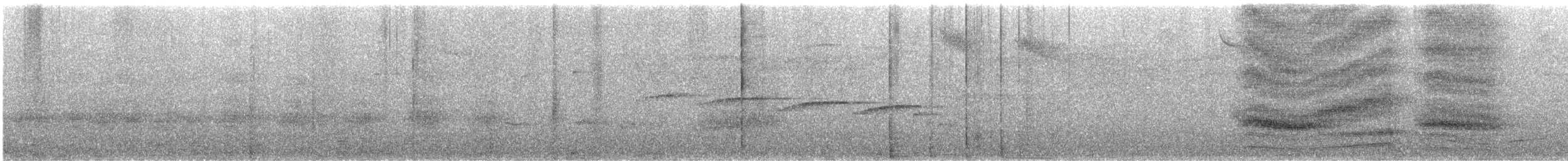 umbraløvvender (obscurior) - ML642297229