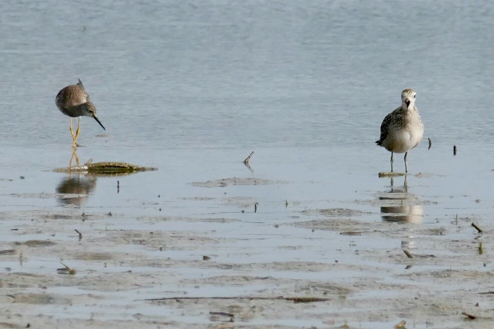 gulbeinsnipe - ML642297232