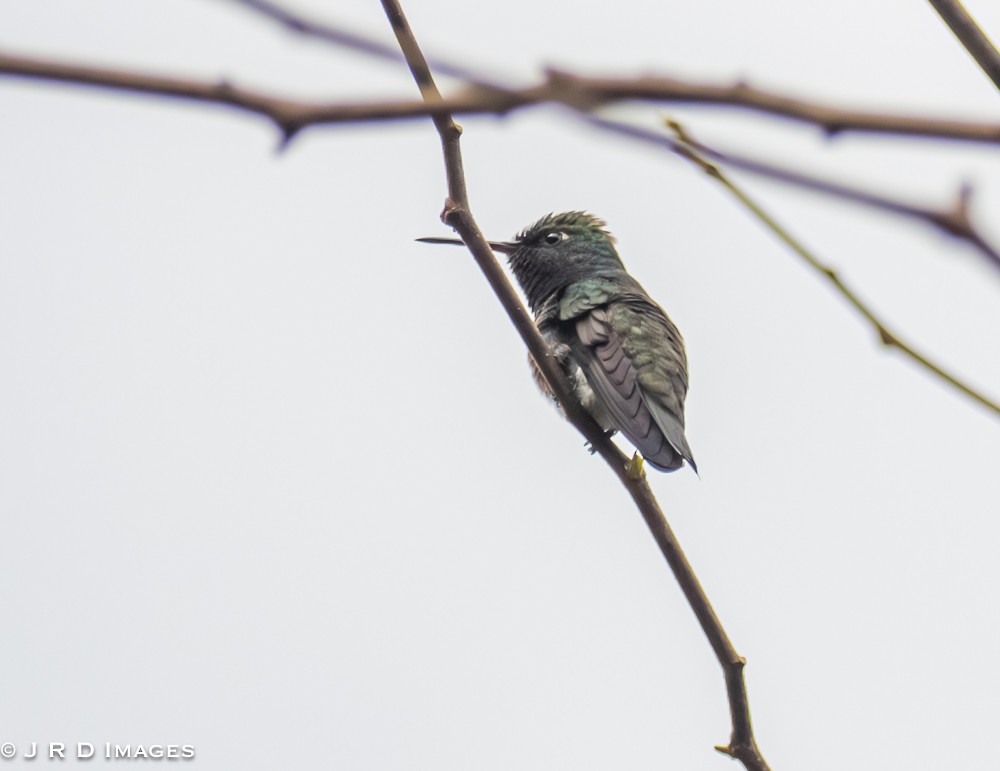fiolstrupekolibri - ML642297243