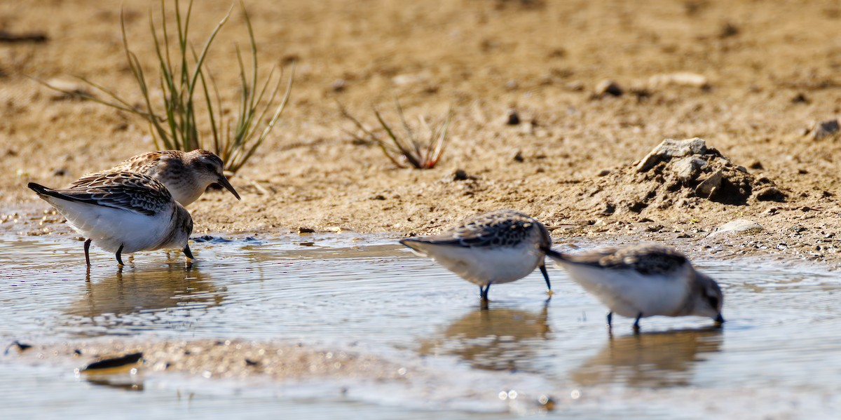 sandsnipe - ML642297253