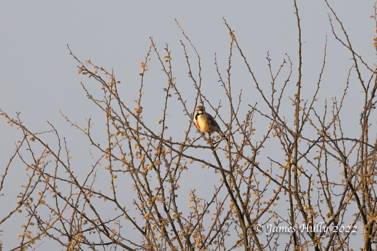 Rosy-patched Bushshrike - ML642297261