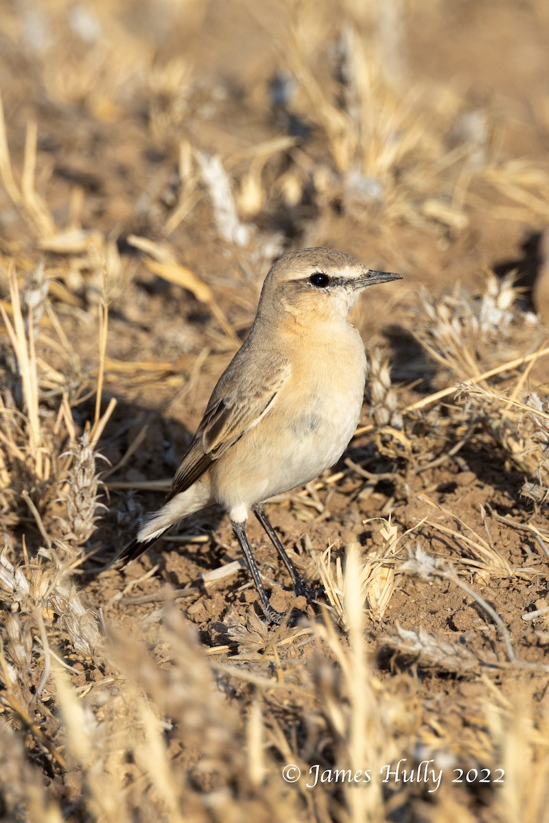 Isabelline Wheatear - ML642297276
