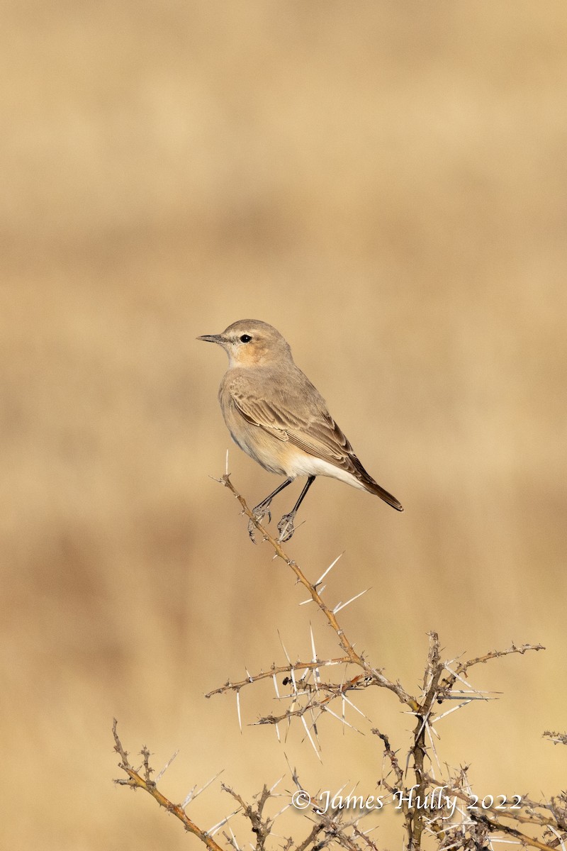 Isabelline Wheatear - ML642297278