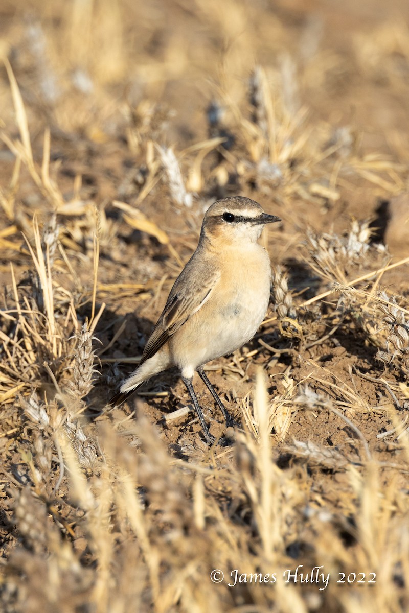 Isabelline Wheatear - ML642297283