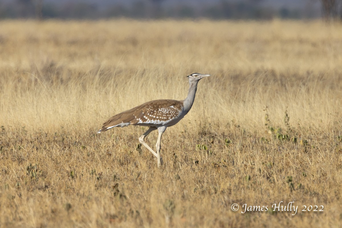 Arabian Bustard - ML642297301