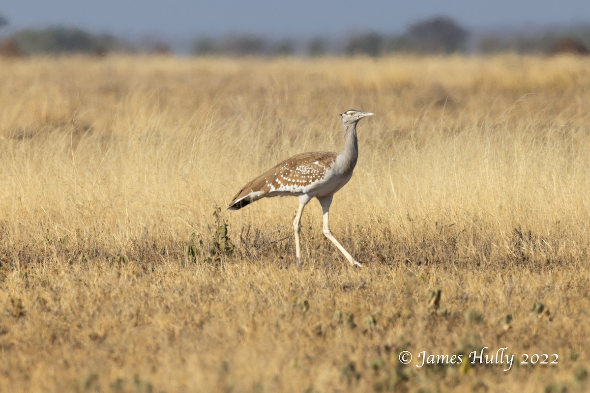 Arabian Bustard - ML642297304