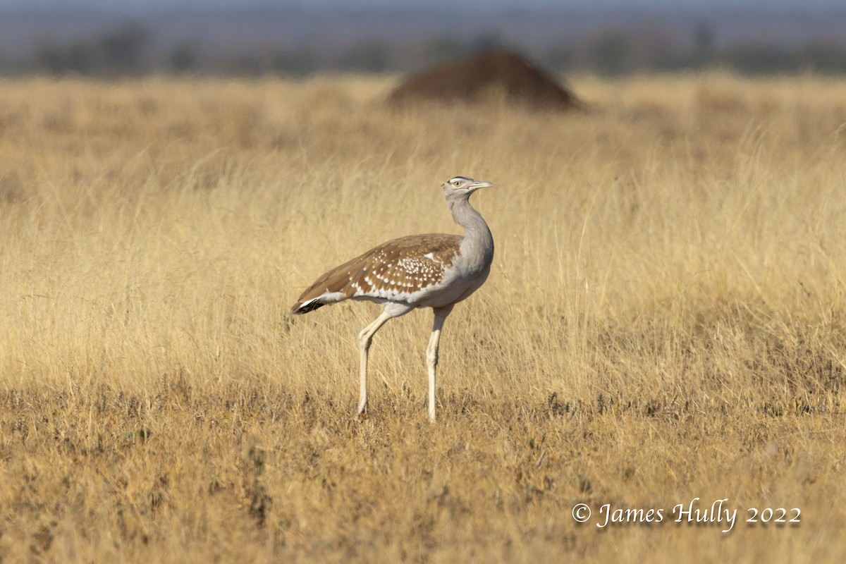 Arabian Bustard - ML642297306
