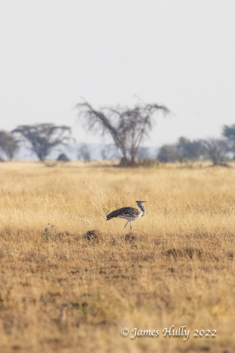Arabian Bustard - ML642297308