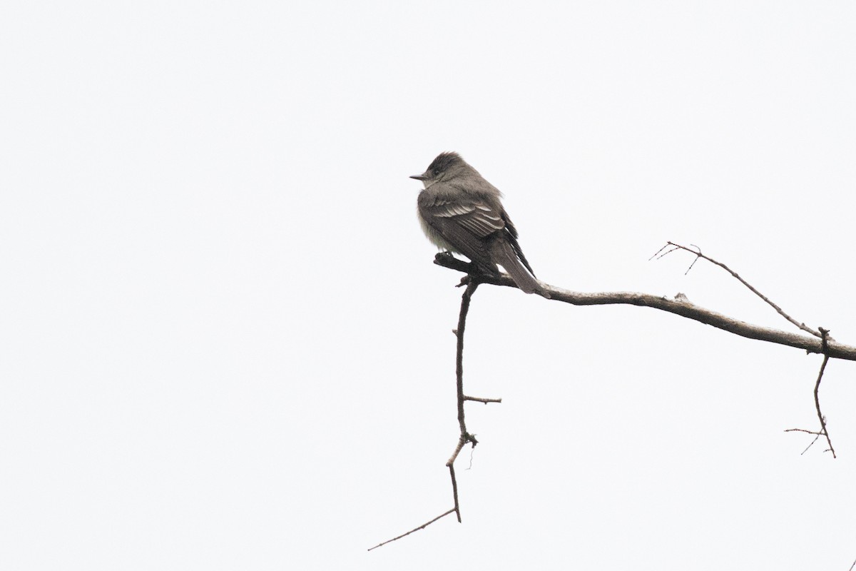 Western/Eastern Wood-Pewee - ML642297340