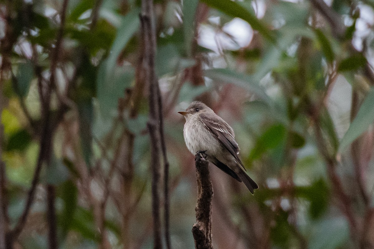 Western/Eastern Wood-Pewee - ML642297342